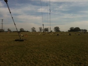 Sheep grazing among the guy cables